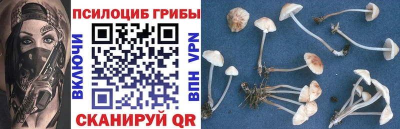 наркотики  Хотьково  Галлюциногенные грибы Cubensis 